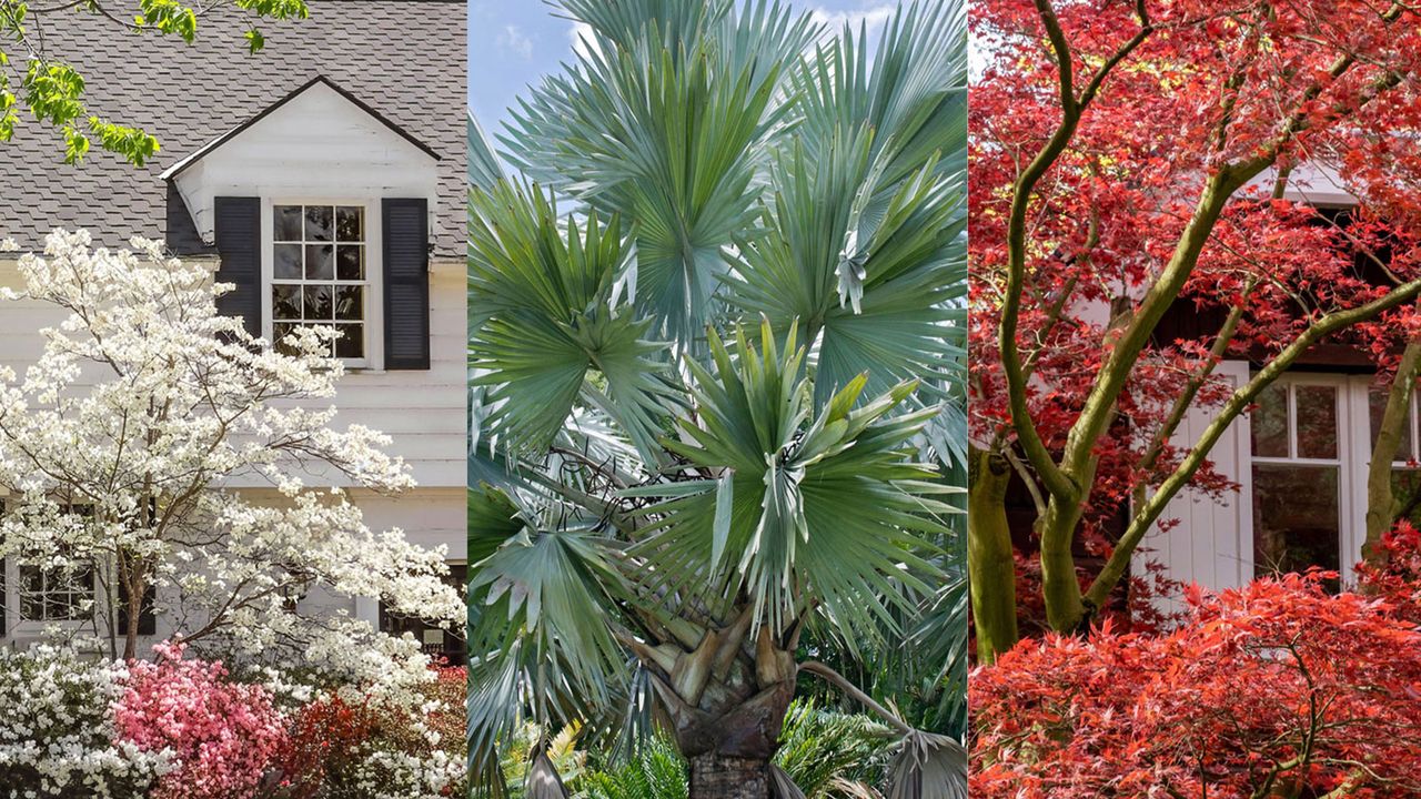 composite for best low maintenance trees for an expensive looking front yard