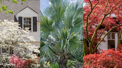 composite for best low maintenance trees for an expensive looking front yard