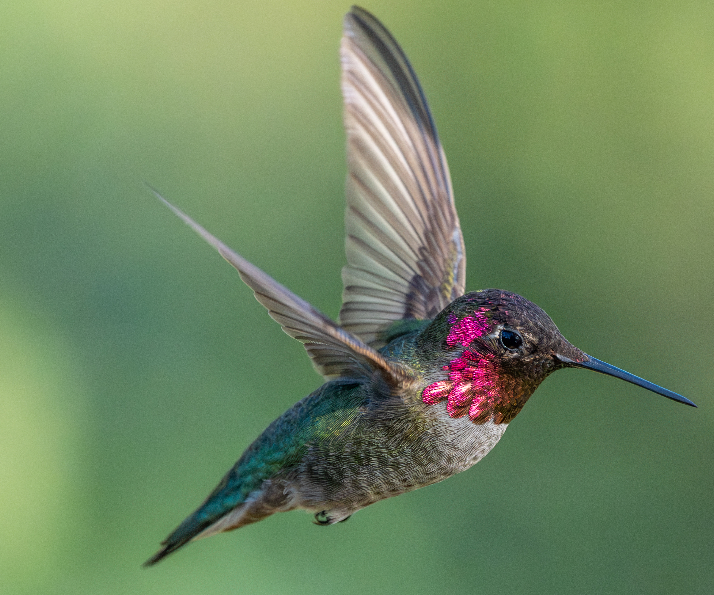 An Anna's Hummingbird in mid-flight