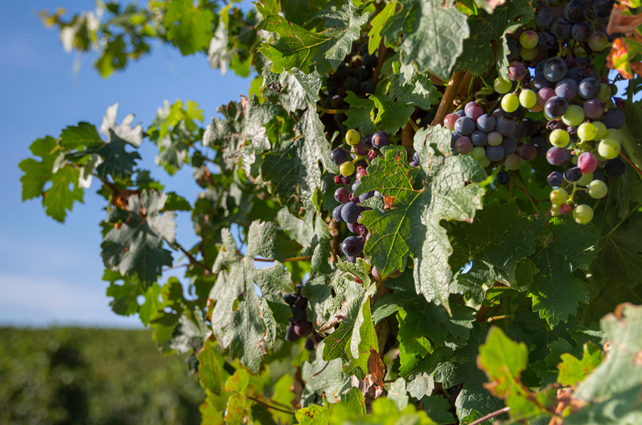 Vinding Montecarrubo