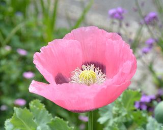 Close up of a pink opium poppy in a summer garden