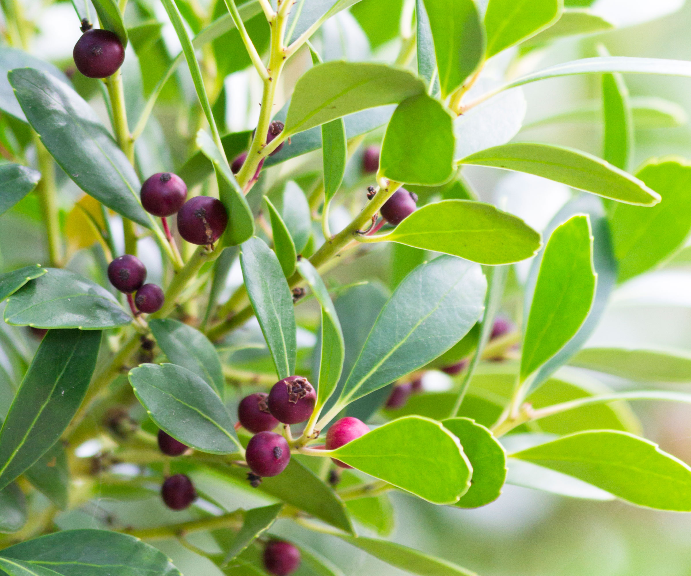 inkberry holly shrub with dark purple berries
