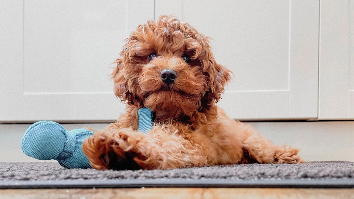 Puppy with toy