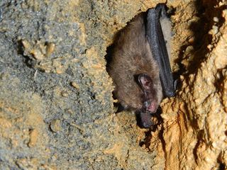 A little brown bat (Myotis lucifugus) at a field site in Montana.