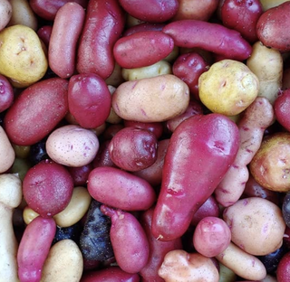multicolor potatoes