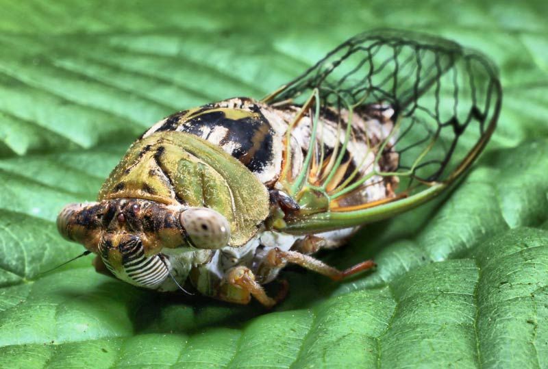 17-year cicada