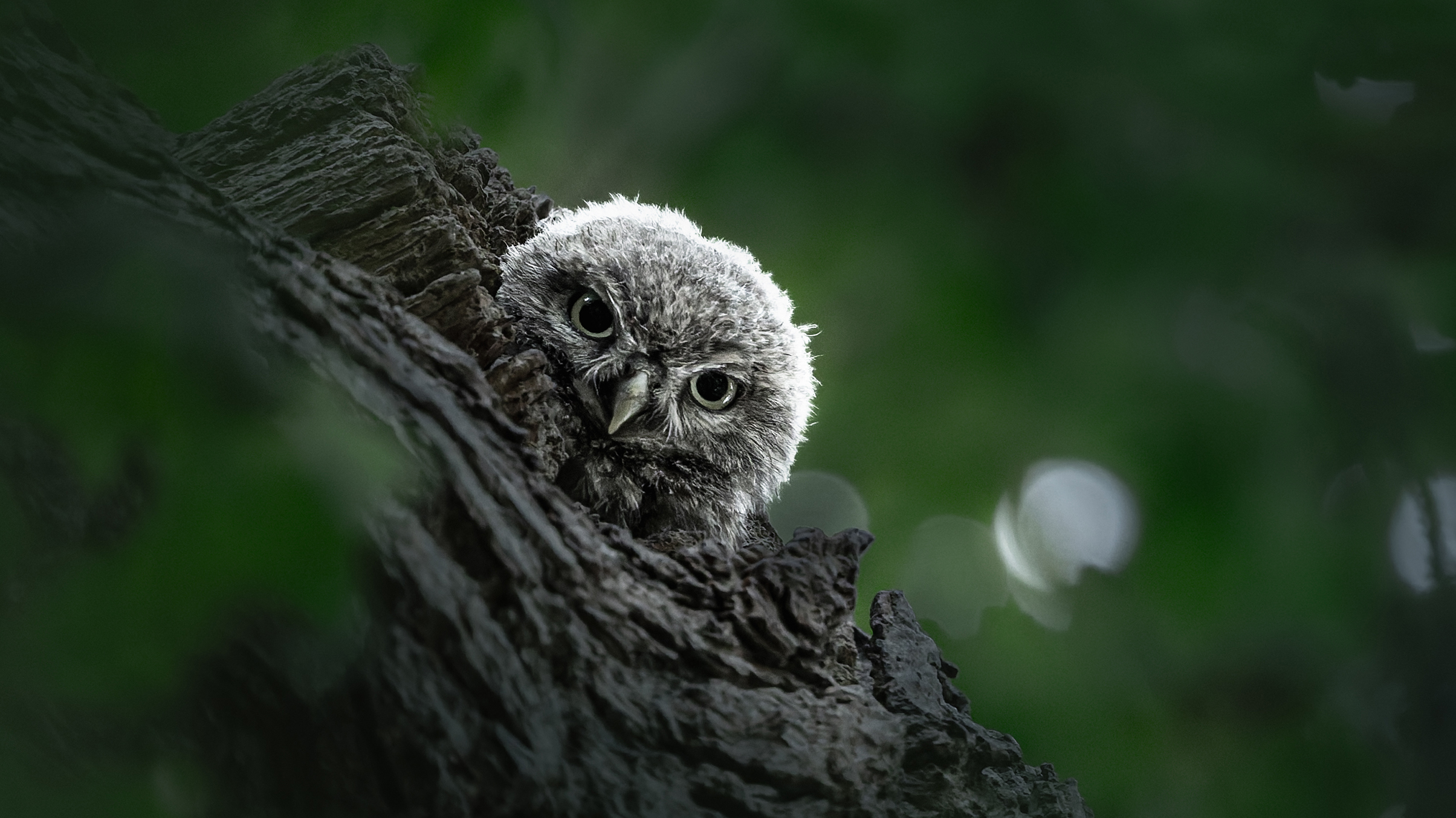 A fluffy owl peeks over a tree branch in a dark forest. The dim, green foliage surrounds the owl