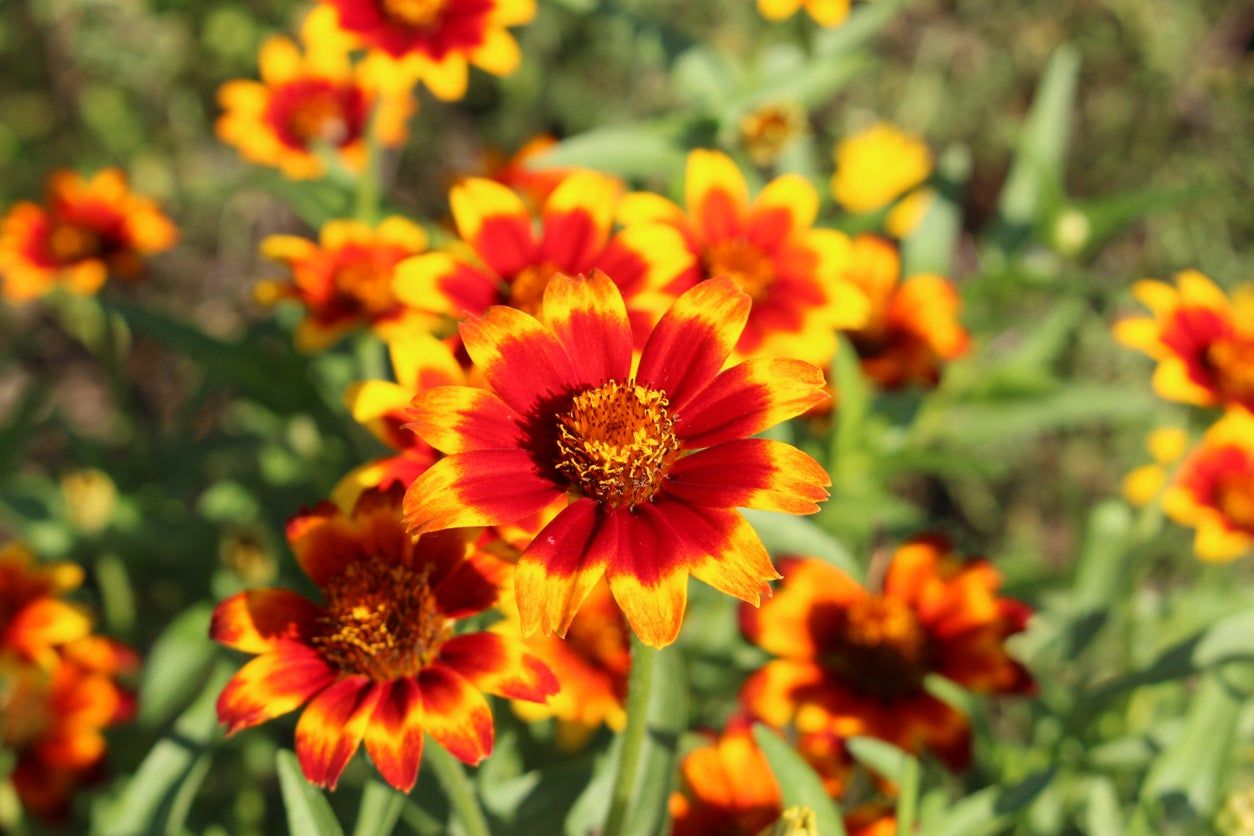 Mexican Zinnias In The Garden