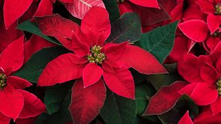 close-up of red poinsettias