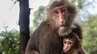 A Tibetan macaque female and her baby.