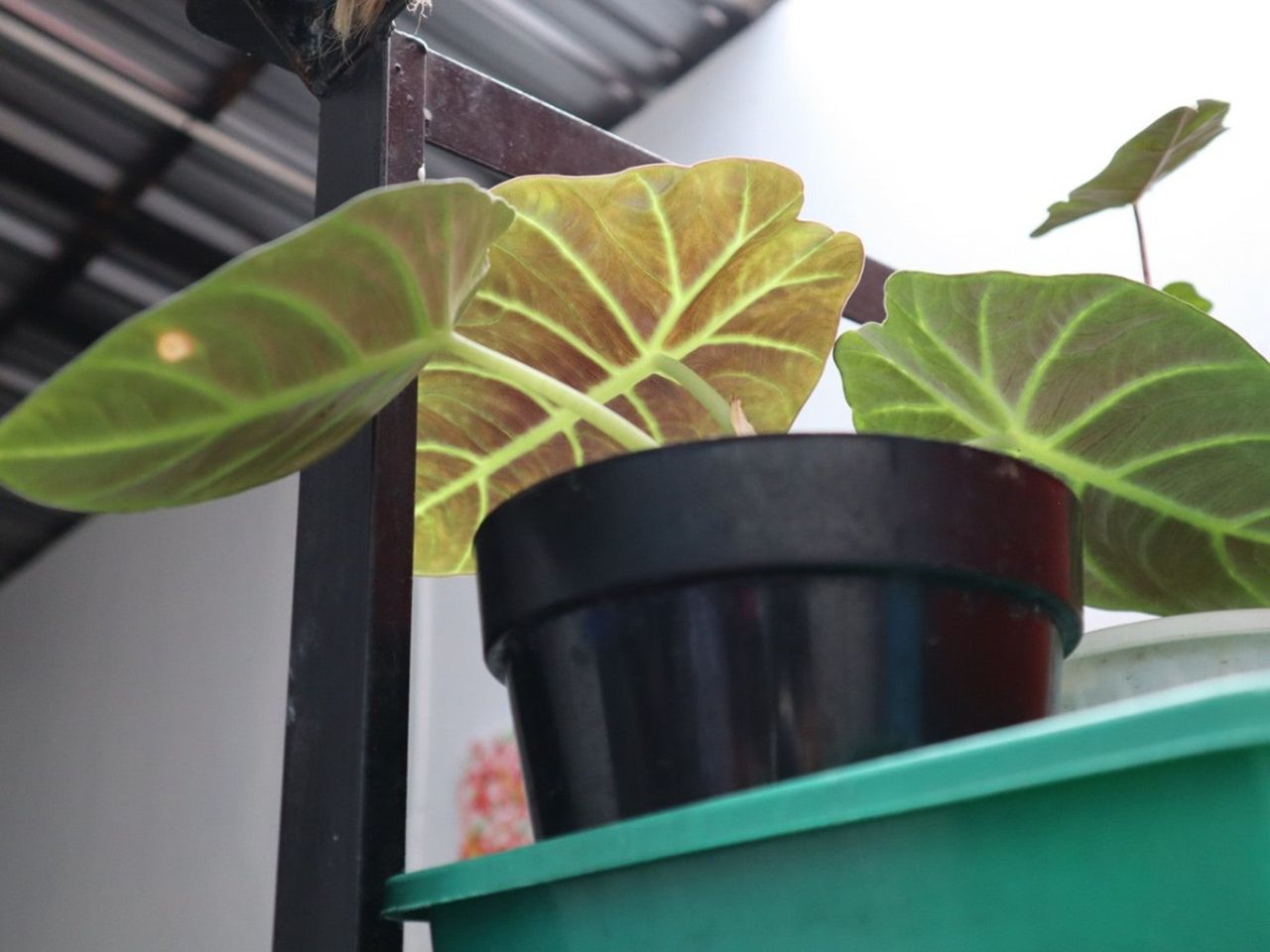 A caladium plant in a black flower pot sits on a shelf indoors under bright lights