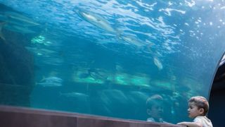 Child staring into an aquarium with fish