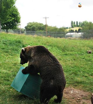 A female bear moves a plastic box to grab a dangling doughnut.