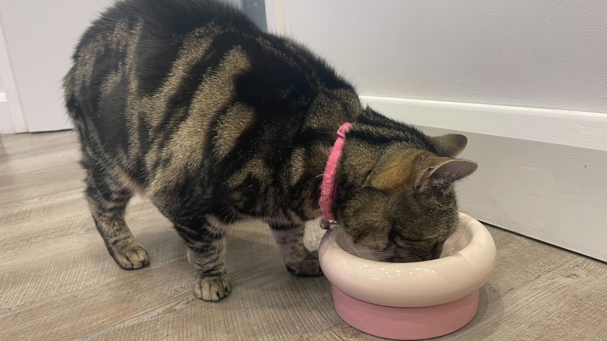 Nala eating from one of the best anti-vomit bowls for cats