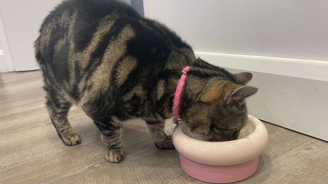 Nala eating from one of the best anti-vomit bowls for cats