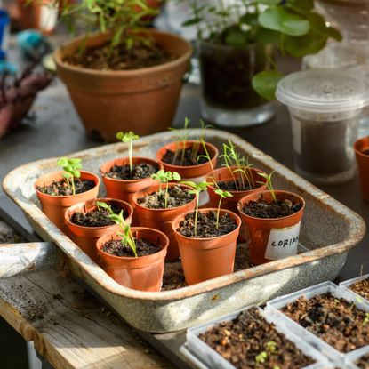 Seedlings including coriander growing in plastic pots in tray