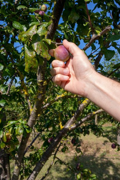 Hand Picking A Plum From A Marjorie's Seedling Tree