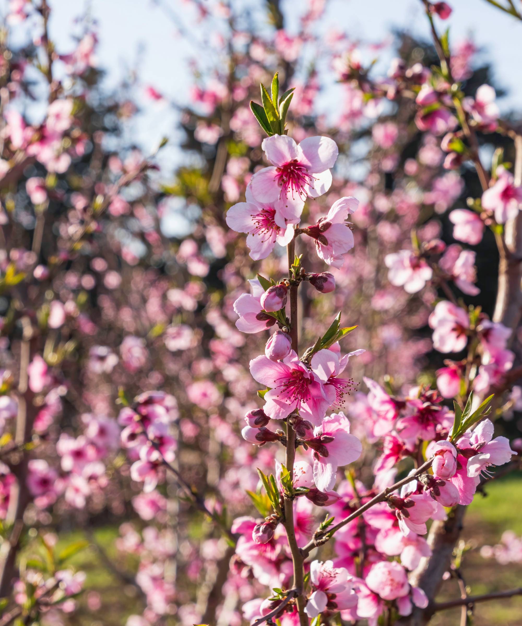 Pink blossoms on nectarine fruit tree