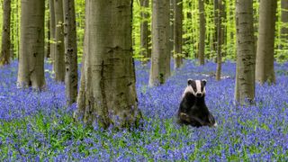 Badger sitting in bluebells