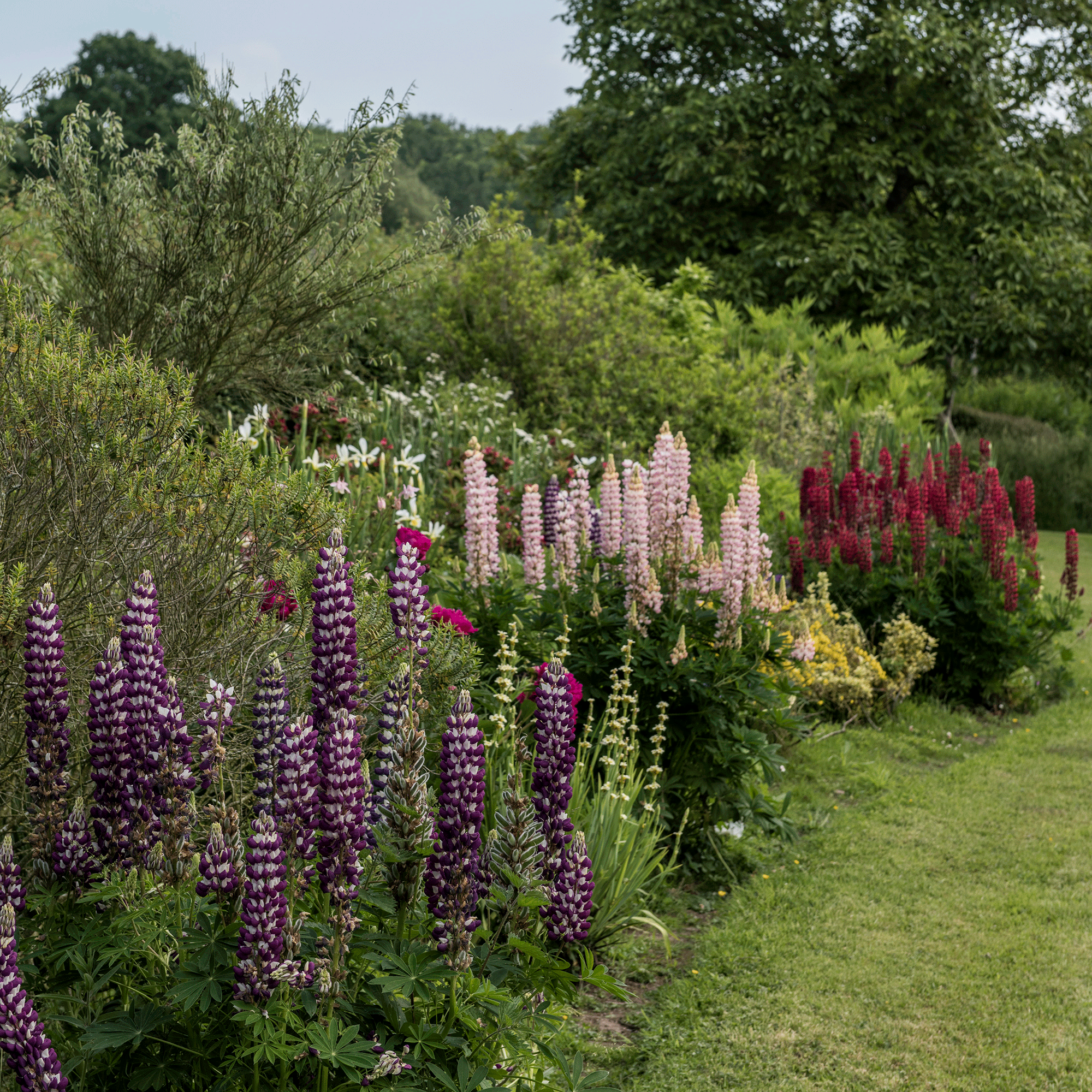 Lupins in a garden