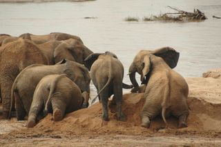 Elephant calves mudbathe together during the wet season.