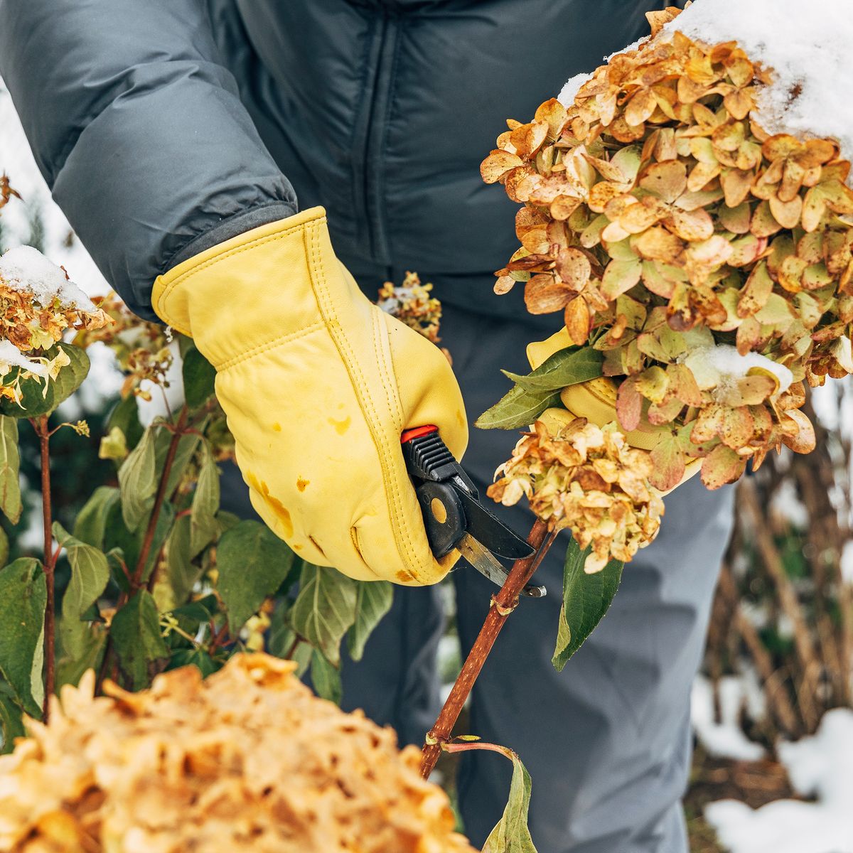 8 Plants To Prune In January: It’s Worth Braving The Cold