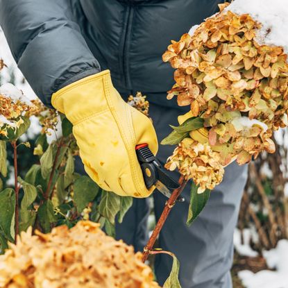 Pruning hydrangea in the snow