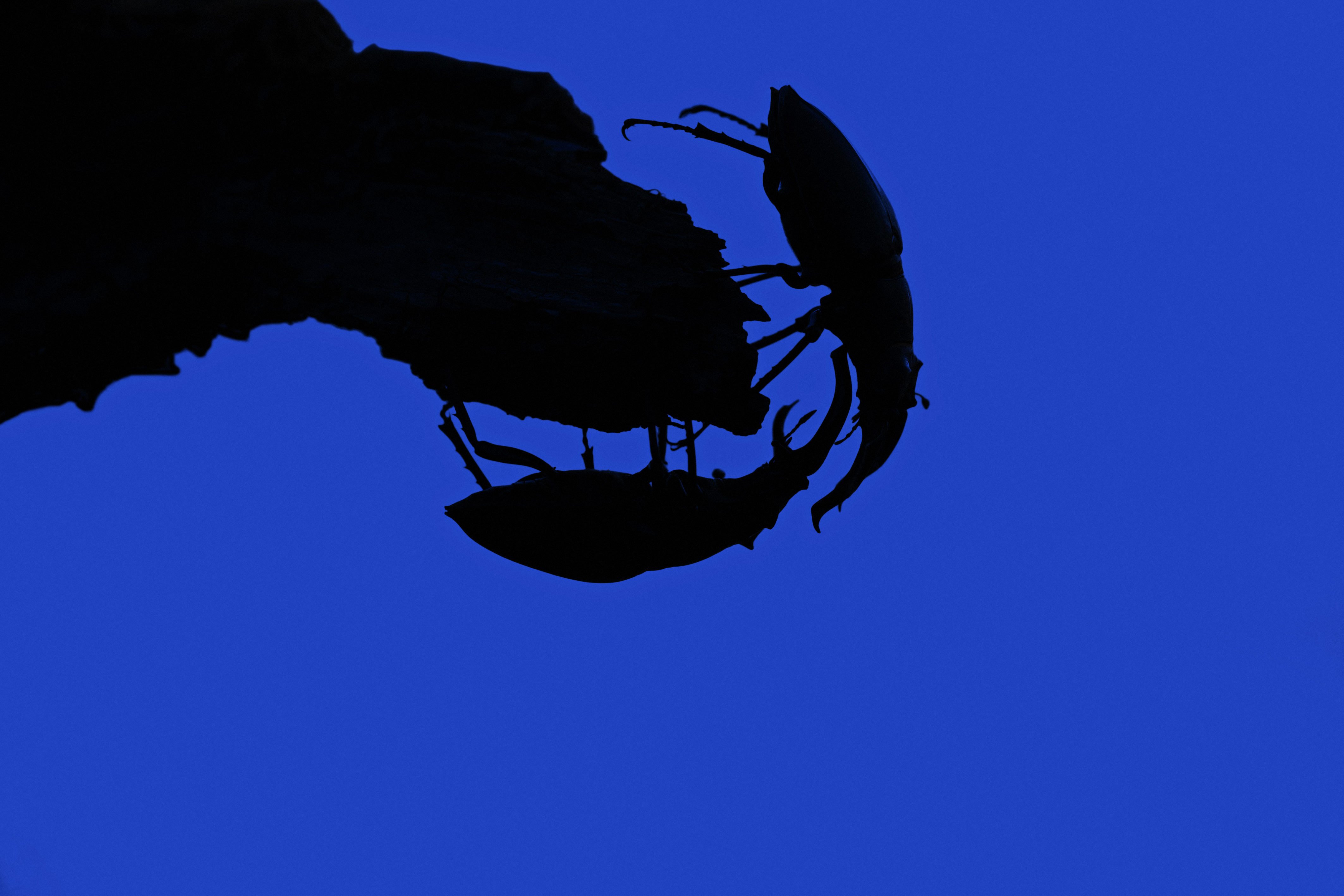 Two European stag beetle males (Lucanus cervus) fighting