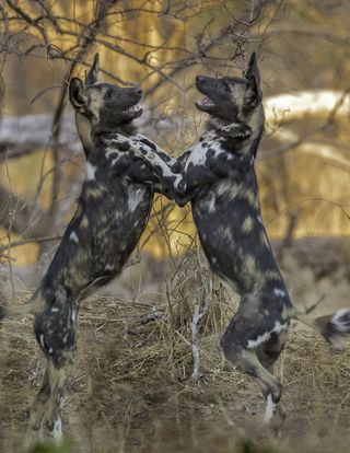 African Wild Dogs are the second most endangered carnivore in Africa