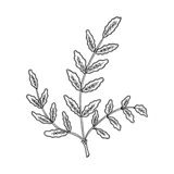 Frankincense plant illustration