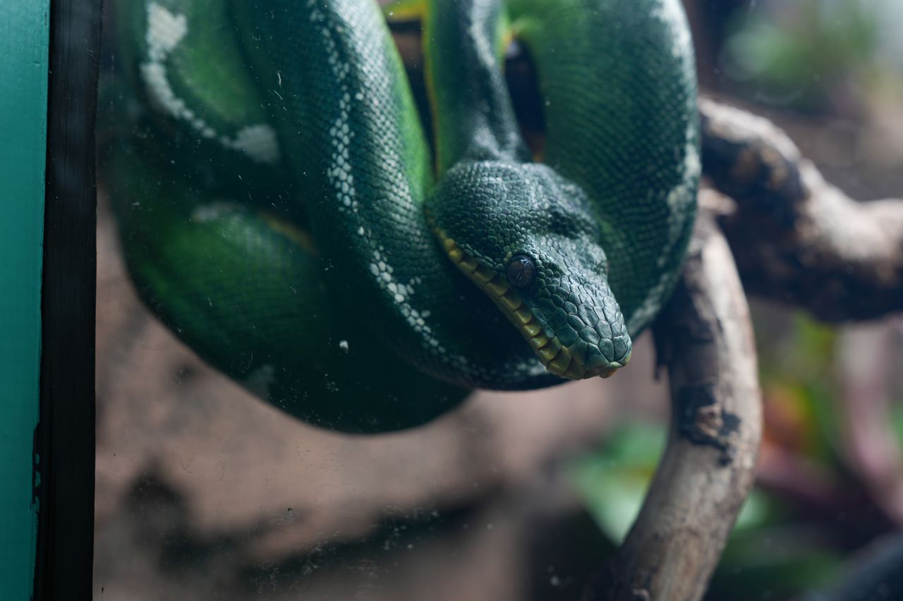A green snake curled around a branch in a tank