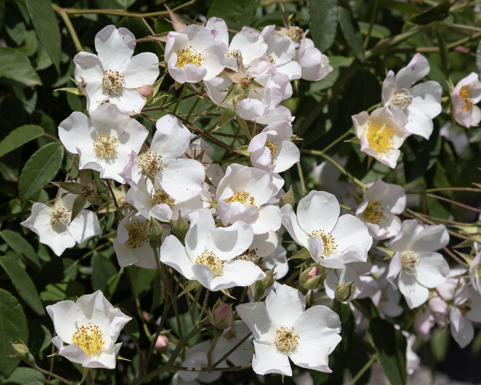 Rosa Kiftsgate