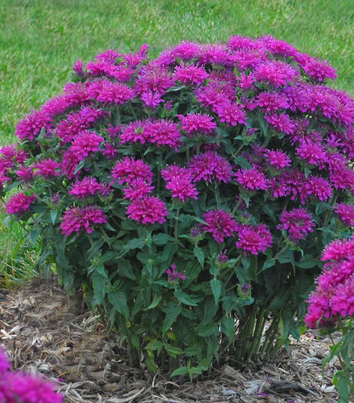 Sugar Buzz&amp;reg; Grape Gumball Bee Balm