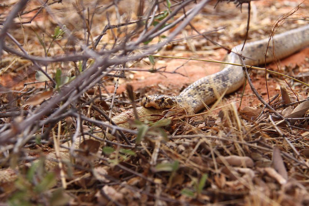 cobra cannibal