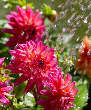 Watering Dahlia flowers, Grandalia Sunrise and Dahletta Rachel varieties