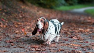 Basset Hound dog walks in autumn leaves