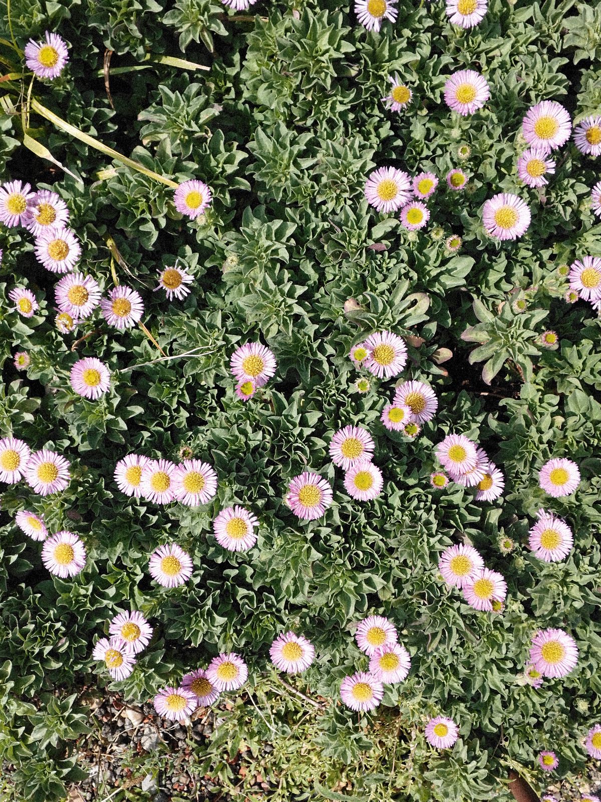 Pink flowers amongst green foliage