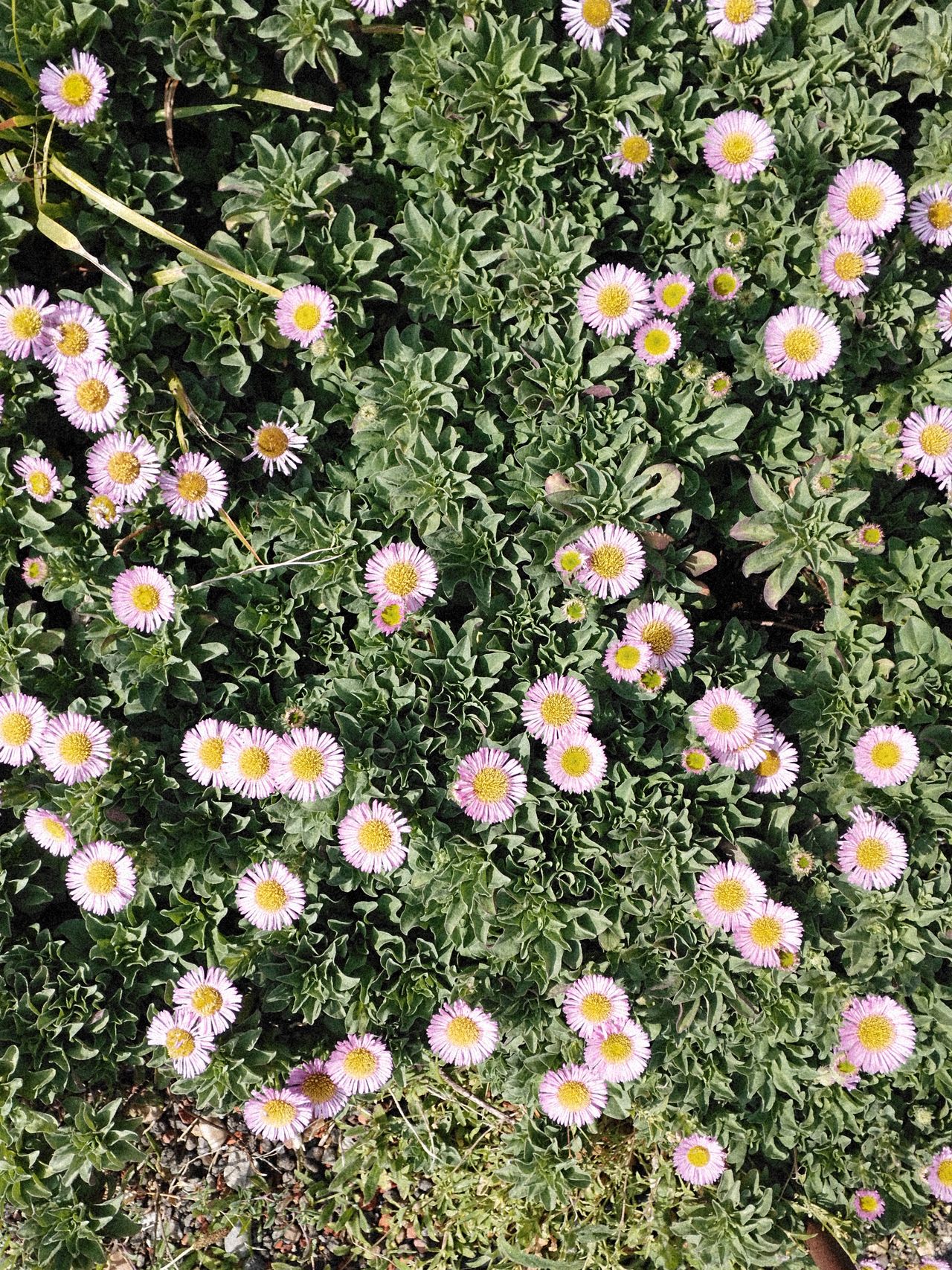 Pink flowers amongst green foliage