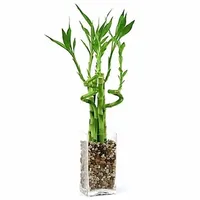 Lucky bamboo plant, Eastern Leaf