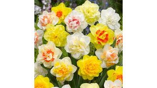 Daffodil Narcissus double mix
