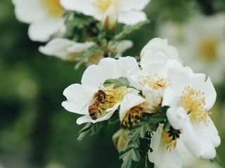 A bee on a summer flower
