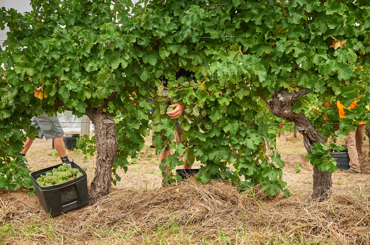 Sauvignon Blanc vineyard at Cullen Wines
