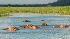 Hippos in Liwonde National Park in southern Malawi