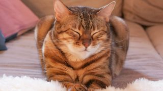 Cat lying down with eyes squinted closed and paws on a fluffy white blanket