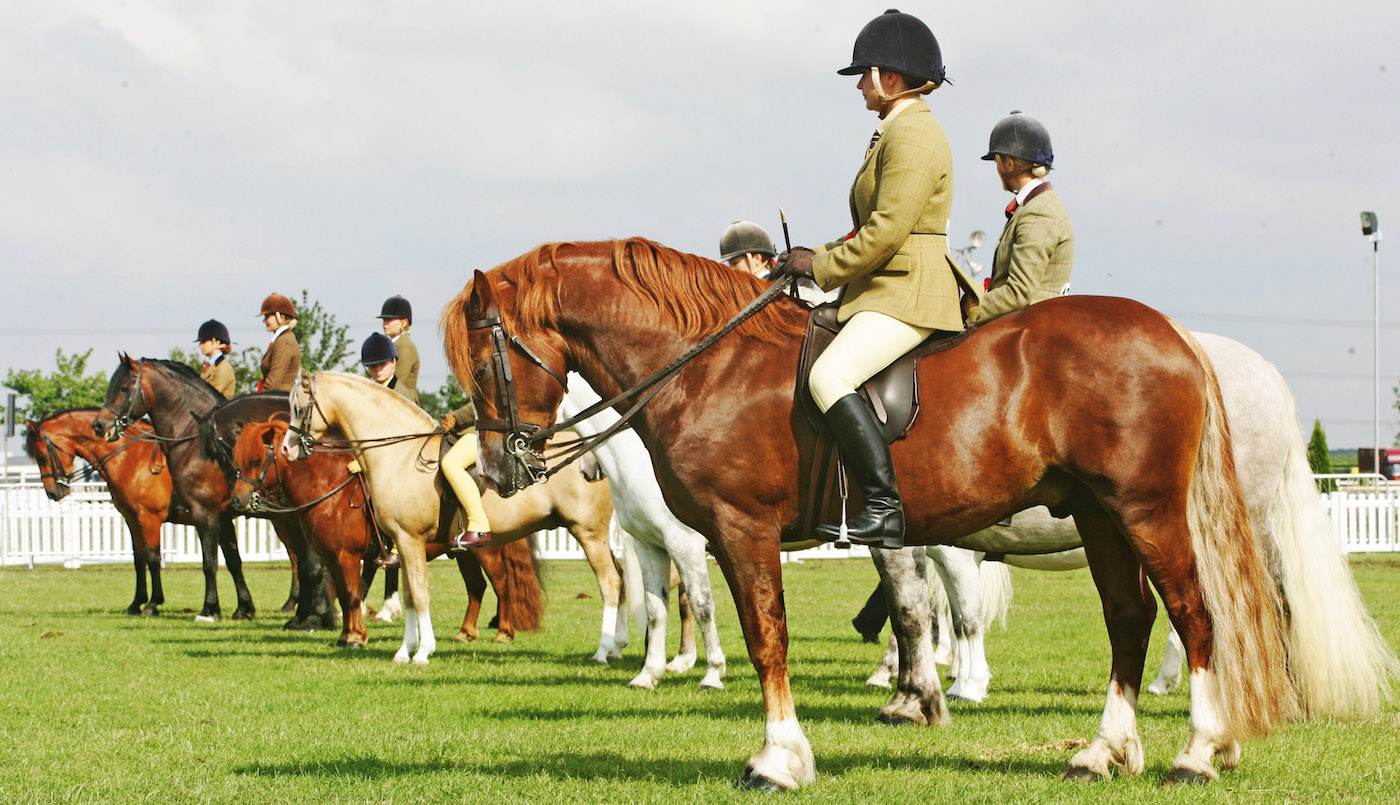 Line-up of ponies in M&amp;amp;M showing class