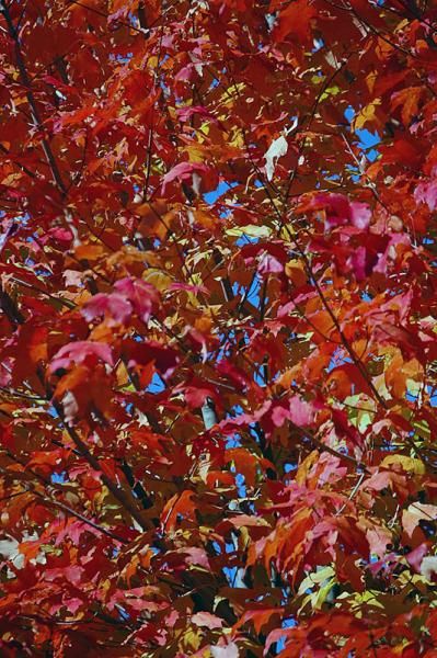 New England foliage-New Gloucester, Maine