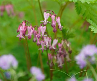 flowering dicentra aka fringed bleeding heart