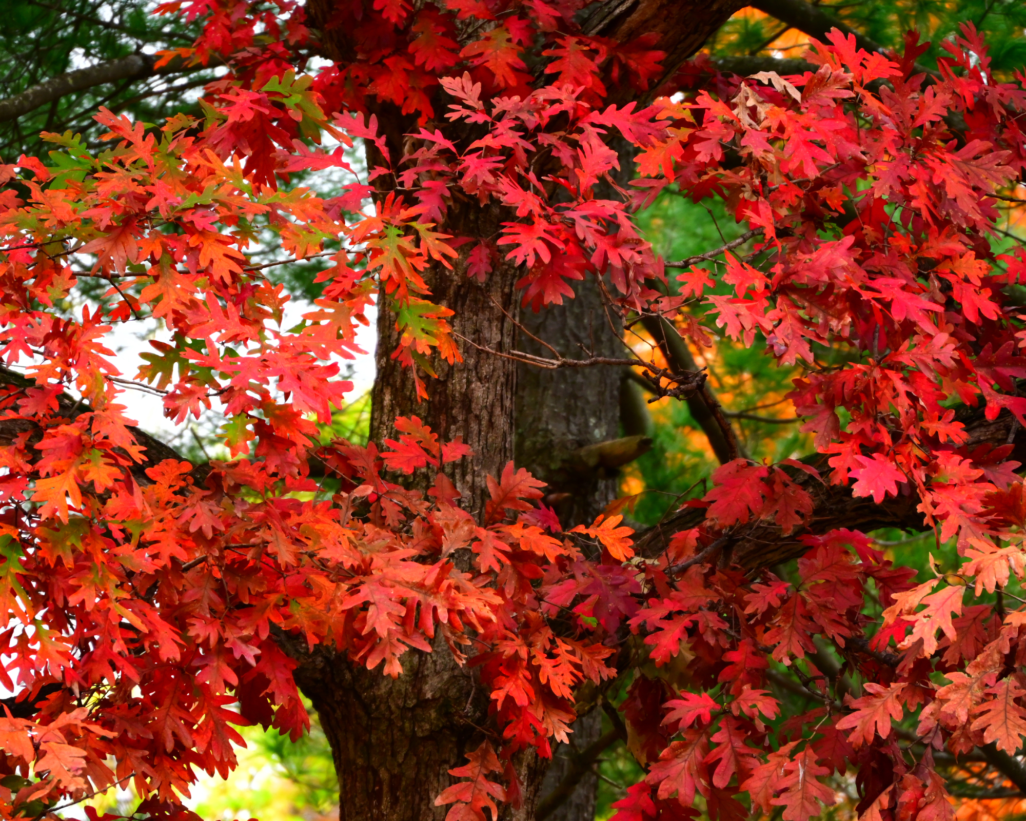 Red oak tree in fall