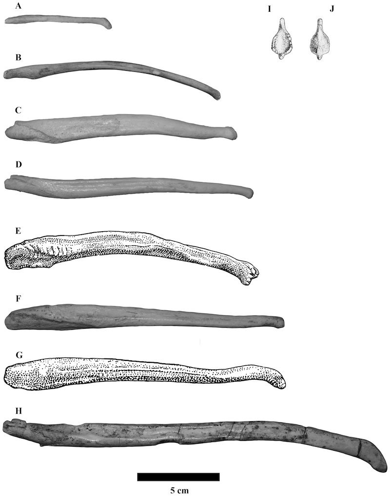 Grizzly bear penis size