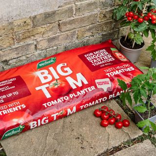 Grow bags for tomatoes